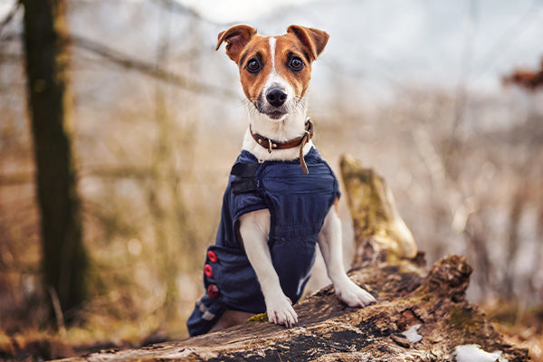 Caring for your dog in the winter