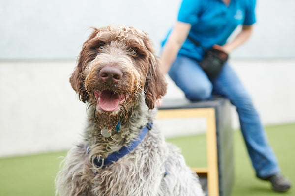 Top 10 Unexpected benefits of life with a dog