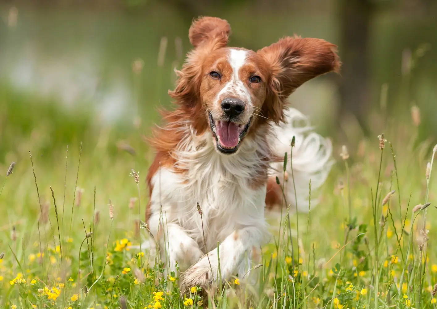 Should I get a male or female dog?