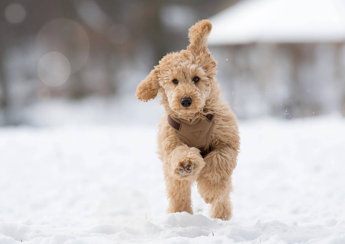 Healthy snacks to pack for your winter dog walk