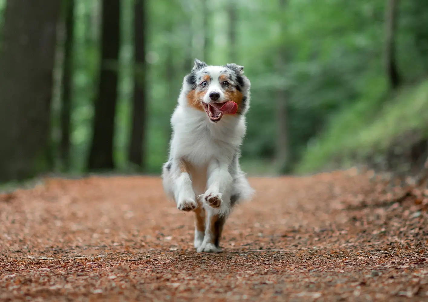 SuperDog Breed Selector