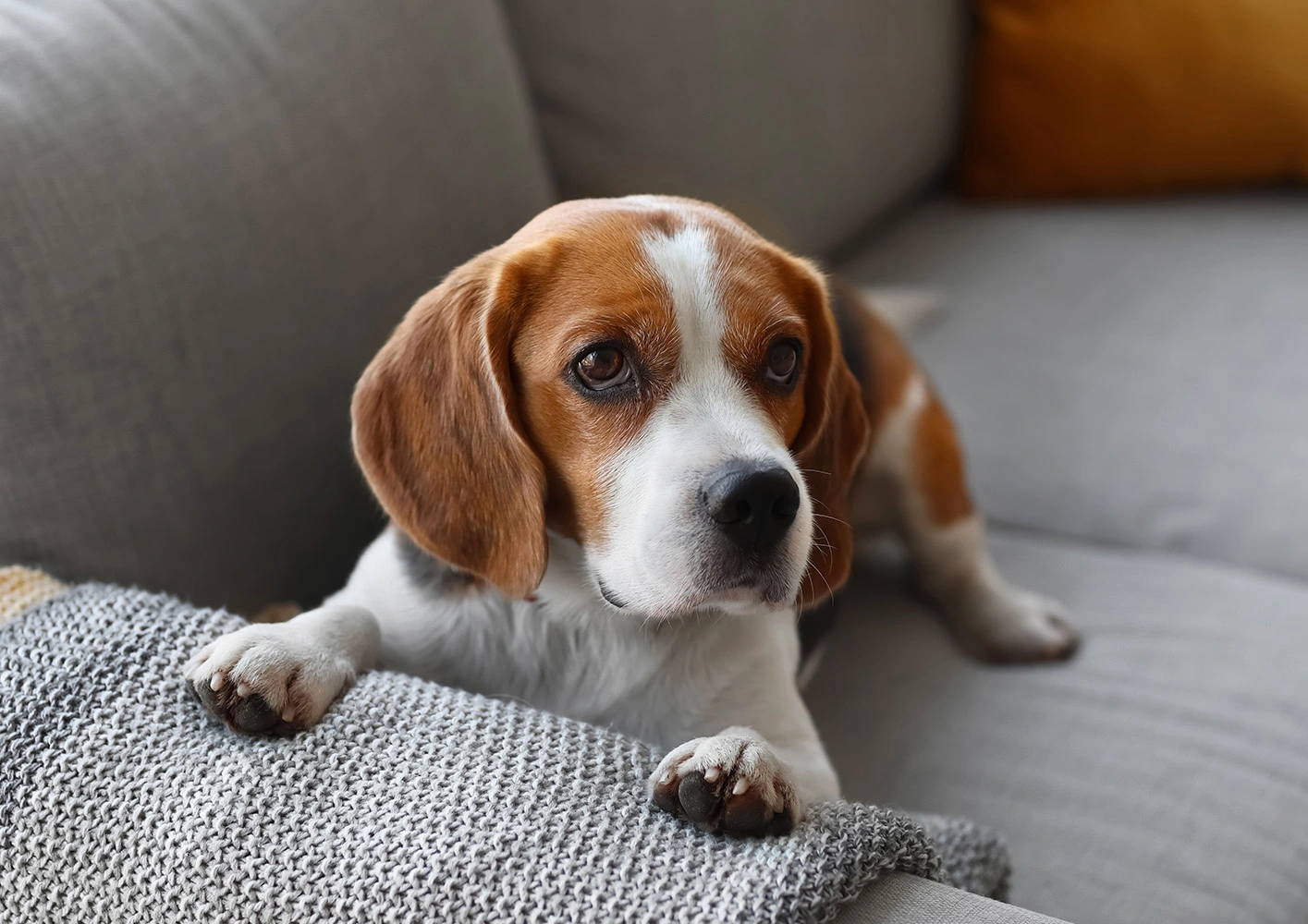 How to Create a Safe Space for Your Dog