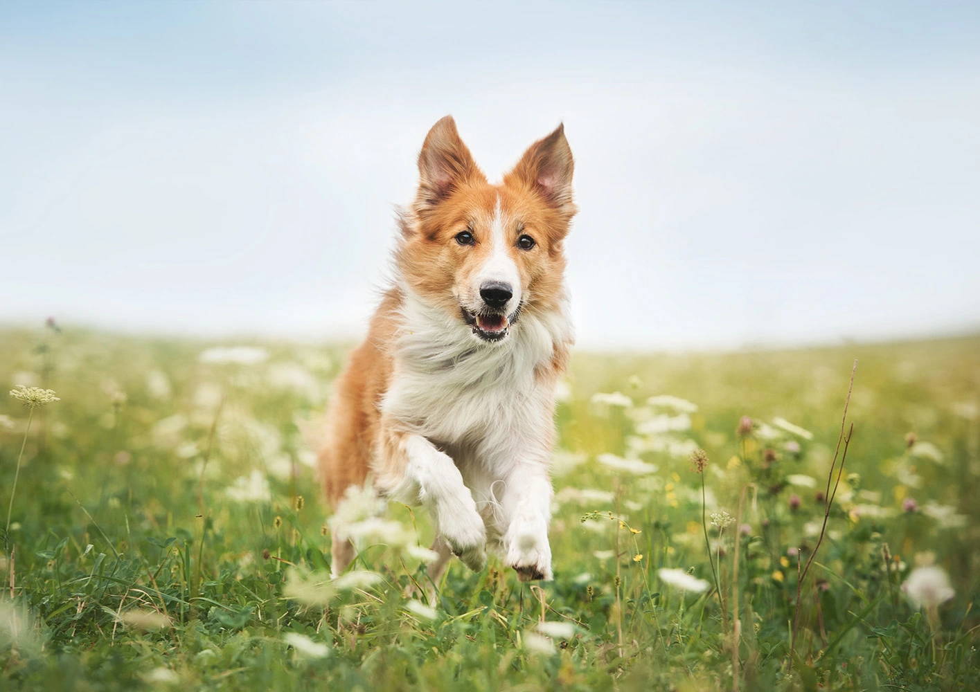 Nutrients for dog joint and bones